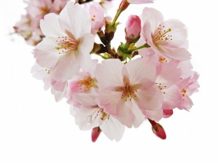 黒板アート 桜の描き方を教えます 説明を見ながら描いてみよう 暮らしの情報局