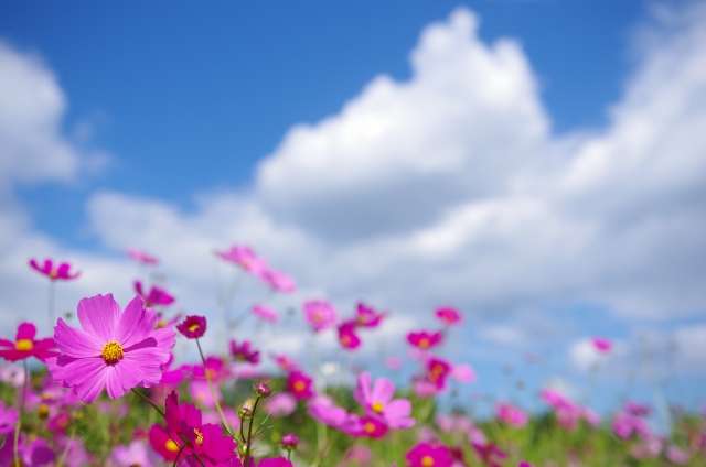 くりはま花の国コスモス2019の見頃や開花 料金や駐車場も調査 暮らしの情報局